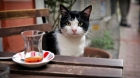 Kedi – Isztambul macskái