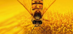 A méhek világa, kedvezménnyel