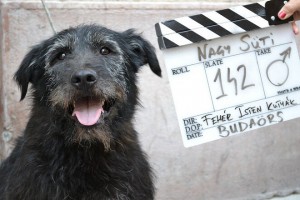 „Fogadj örökbe filmsztár kutyákat!”