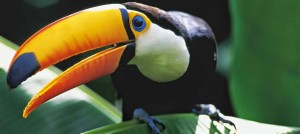 Amazónia 3D